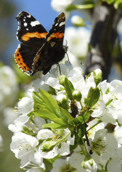 Carte Une Papillon Sur Une Fleur : Envoyer une Carte Avec 